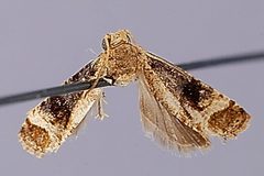 Lobesia atrata by the Smithsonian. Used under a CC0 license.