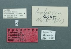 Lobesia atsushii by the Smithsonian. Used under a CC0 license.