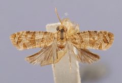 Lobesia clavosa by the Smithsonian. Used under a CC0 license.