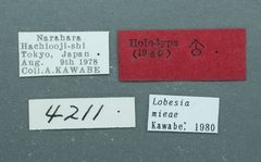 Lobesia mieae by the Smithsonian. Used under a CC0 license.