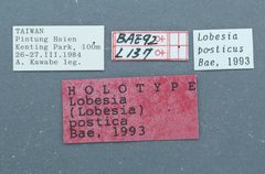 Lobesia postica by the Smithsonian. Used under a CC0 license.
