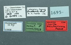 Lorita baccharivora by the Smithsonian. Used under a CC0 license.