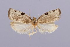 Lozotaenia costinotana by the Smithsonian. Used under a CC0 license.