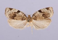 Lozotaenia exomilana by the Smithsonian. Used under a CC0 license.