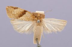 Lozotaenia fucana by the Smithsonian. Used under a CC0 license.