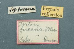Lozotaenia fucana by the Smithsonian. Used under a CC0 license.