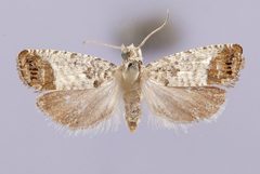 Pammene medioalbana by the Smithsonian. Used under a CC0 license.