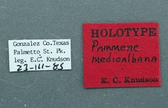 Pammene medioalbana by the Smithsonian. Used under a CC0 license.