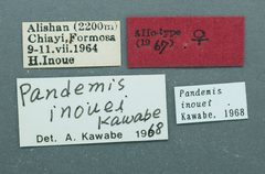 Pandemis inouei by the Smithsonian. Used under a CC0 license.