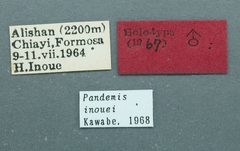 Pandemis inouei by the Smithsonian. Used under a CC0 license.