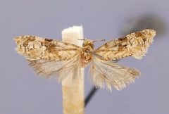 Phalonidia heterophaea by the Smithsonian. Used under a CC0 license.