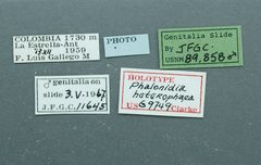 Phalonidia heterophaea by the Smithsonian. Used under a CC0 license.