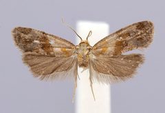 Phalonidia parvana by the Smithsonian. Used under a CC0 license.