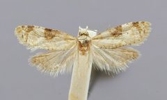 Phtheochroa arrhostia by the Smithsonian. Used under a CC0 license.