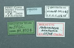 Phtheochroa arrhostia by the Smithsonian. Used under a CC0 license.