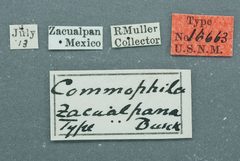 Phtheochroa zacualpana by the Smithsonian. Used under a CC0 license.