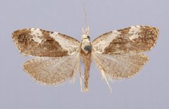Phtheochroa zacualpana by the Smithsonian. Used under a CC0 license.