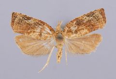 Platynota iridana by the Smithsonian. Used under a CC0 license.