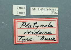 Platynota iridana by the Smithsonian. Used under a CC0 license.