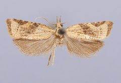 Platynota viridana by the Smithsonian. Used under a CC0 license.