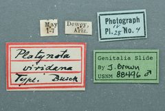 Platynota viridana by the Smithsonian. Used under a CC0 license.
