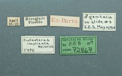 Proteoteras implicata by the Smithsonian. Used under a CC0 license.