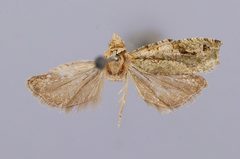 Proteoteras implicata by the Smithsonian. Used under a CC0 license.