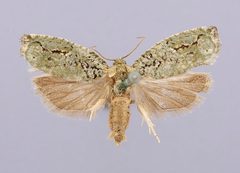 Proteoteras moffatiana by the Smithsonian. Used under a CC0 license.