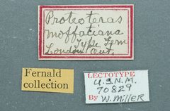 Proteoteras moffatiana by the Smithsonian. Used under a CC0 license.