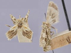 Proteoteras obnigrana by the Smithsonian. Used under a CC0 license.