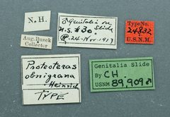Proteoteras obnigrana by the Smithsonian. Used under a CC0 license.
