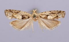 Pseudexentera hodsoni by the Smithsonian. Used under a CC0 license.