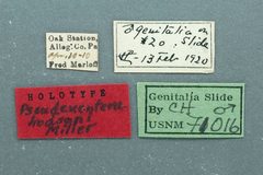Pseudexentera hodsoni by the Smithsonian. Used under a CC0 license.
