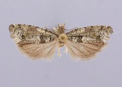 Pseudexentera knudsoni by the Smithsonian. Used under a CC0 license.