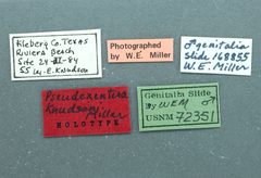 Pseudexentera knudsoni by the Smithsonian. Used under a CC0 license.