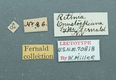 Retinia comstockiana by the Smithsonian. Used under a CC0 license.