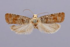 Retinia comstockiana by the Smithsonian. Used under a CC0 license.