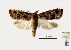 Retinia pallipennis by the Smithsonian. Used under a CC0 license.