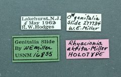 Rhyacionia aktita by the Smithsonian. Used under a CC0 license.