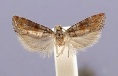 Rhyacionia aktita by the Smithsonian. Used under a CC0 license.