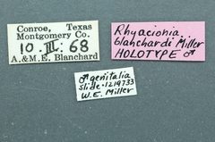 Rhyacionia blanchardi by the Smithsonian. Used under a CC0 license.