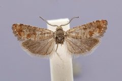 Rhyacionia blanchardi by the Smithsonian. Used under a CC0 license.