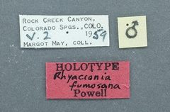 Rhyacionia fumosana by the Smithsonian. Used under a CC0 license.