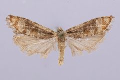 Rhyacionia fumosana by the Smithsonian. Used under a CC0 license.