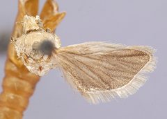 Rhyacionia subtropica by the Smithsonian. Used under a CC0 license.