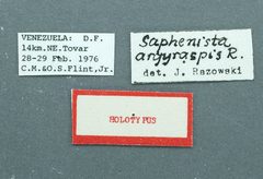 Saphenista argyraspis by the Smithsonian. Used under a CC0 license.