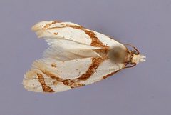 Saphenista argyraspis by the Smithsonian. Used under a CC0 license.