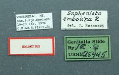 Saphenista embolina by the Smithsonian. Used under a CC0 license.