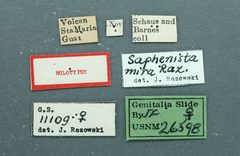 Saphenista mira by the Smithsonian. Used under a CC0 license.