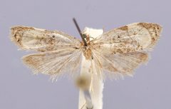 Saphenista mira by the Smithsonian. Used under a CC0 license.